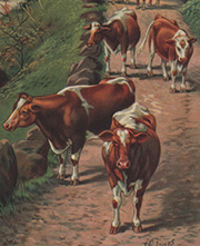 Vintage prints of cows, cattle, livestock, farm life, etc.